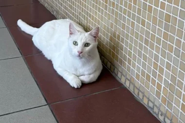 Tepkiler sonuç verdi: Bakırköy Adliyesi kedileri sürmekten vazgeçti