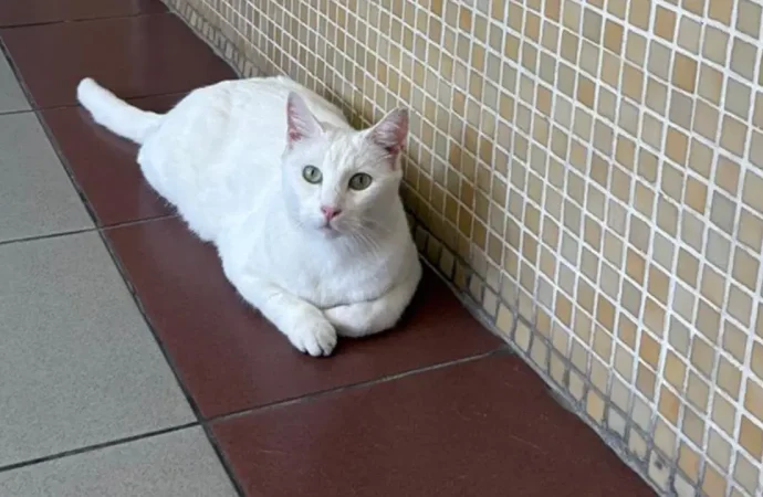 Tepkiler sonuç verdi: Bakırköy Adliyesi kedileri sürmekten vazgeçti