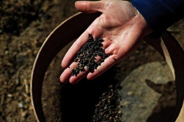 Beş bin yıllık ‘karbonlaşmış’ arpa taneleri bulundu