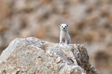 Bu fotoğrafı çeken de gören de şanslı: ‘Beyaz gelincik’