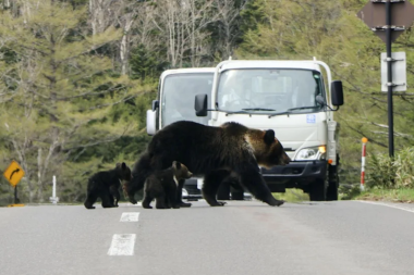 Piste ayı girdi, bütün uçuşlar durduruldu