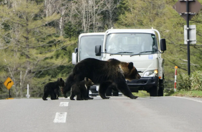 Piste ayı girdi, bütün uçuşlar durduruldu
