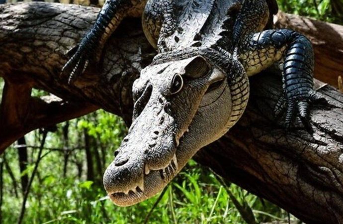 Ş55 milyon yıllık timsah yumurtası