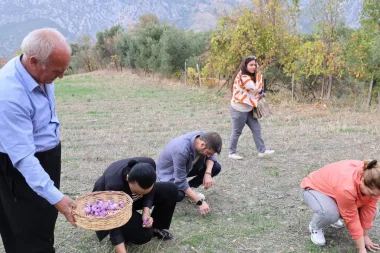 Dünyanın en pahalı baharatı: 140 bin çiçekten bir kilo çıkıyor