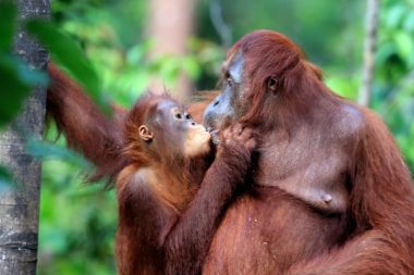 Dudak dudağa öpüşme en az 21 milyon yıl önce başladı