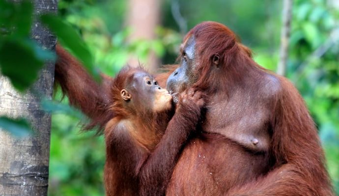 Dudak dudağa öpüşme en az 21 milyon yıl önce başladı