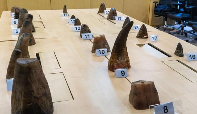 ‘Şüpheli sevkiyat’tan 20 gergedan boynuzu çıktı: Değeri 800 bin dolardan fazla – Diken