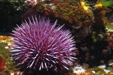 Evrim teorisine yeni ışık: Tüm vücudu beyin gibi çalışan canlı