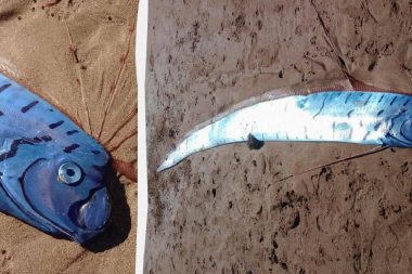 Dev ‘kıyamet balığı’ sahile vurdu: Hemen incelemeye alındı