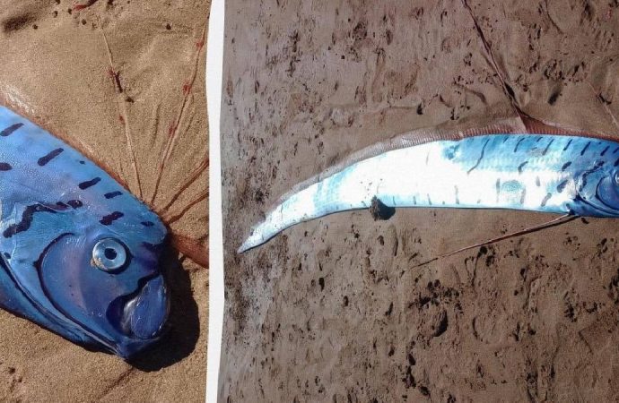 Dev ‘kıyamet balığı’ sahile vurdu: Hemen incelemeye alındı