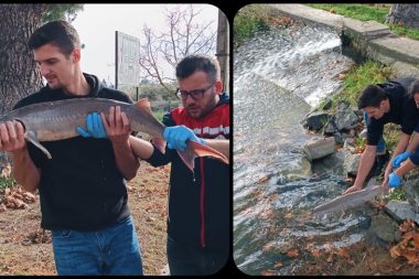 Bu balıkçıya şapka: Meriç Nehri’nde yakaladığı mersin balığını yemedi, satmadı, korumaya aldırdı