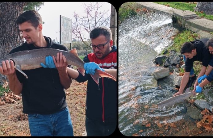 Bu balıkçıya şapka: Meriç Nehri’nde yakaladığı mersin balığını yemedi, satmadı, korumaya aldırdı