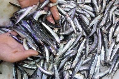 Sular ısınıyor, hamsi kuzeye kaçıyor