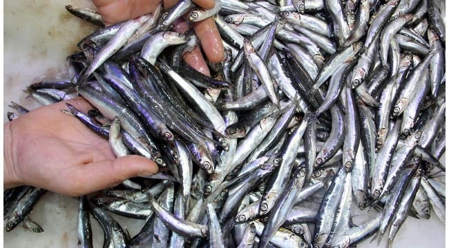 Sular ısınıyor, hamsi kuzeye kaçıyor