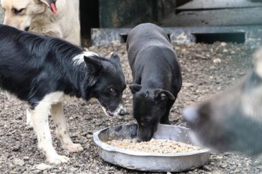 İstanbul’da sokak köpeklerini beslemeye izin yok