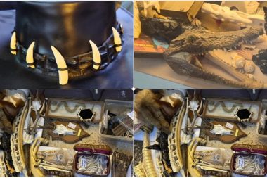 Yasa dışı yaban hayatı ürünlerine el kondu