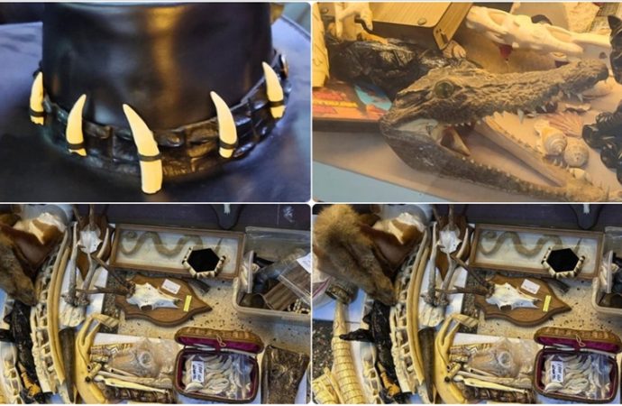 Yasa dışı yaban hayatı ürünlerine el kondu