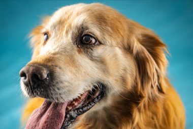 Golden Retriever’ları neden bu kadar çok sevdiğimiz anlaşıldı