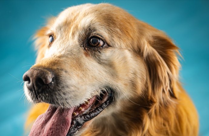 Golden Retriever’ları neden bu kadar çok sevdiğimiz anlaşıldı