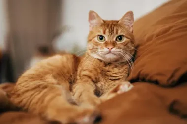 Yanlış biliyorsunuz, kedi en eski dostumuz değil