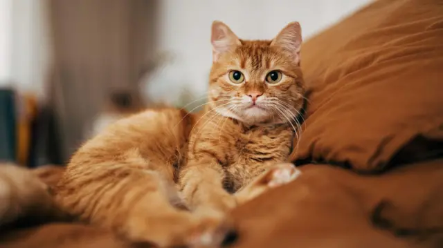 Yanlış biliyorsunuz, kedi en eski dostumuz değil