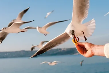 Yalnızlığın Saklı Krallığı