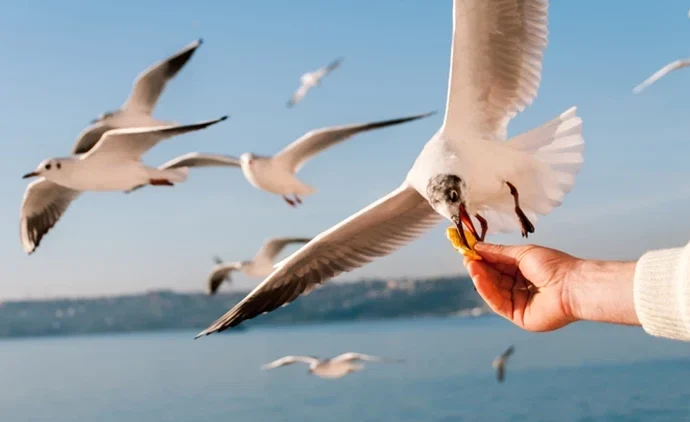 Yalnızlığın Saklı Krallığı