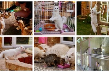 Libya’da 5 yıldızlı kedi oteli açıldı