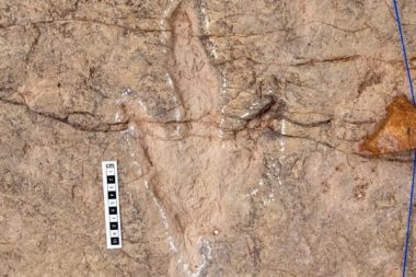 ‘Dinozor otoyolu’: ‘Theropod’lara ait 16 bin 600 ayak izi bulundu