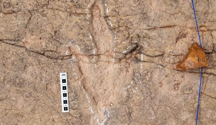 ‘Dinozor otoyolu’: ‘Theropod’lara ait 16 bin 600 ayak izi bulundu