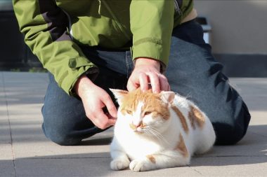 Kamera takıp izlediler: Kediler erkeklere daha çok miyavlıyor