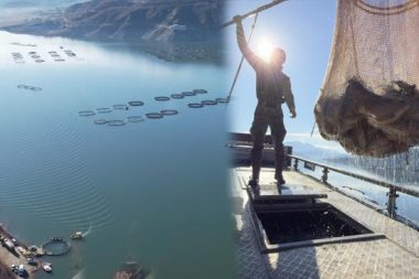 Denizi olmayan kentte yetiştiriliyor, Avrupa ve Uzak Doğu’ya gönderiliyor