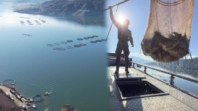 Denizi olmayan kentte yetiştiriliyor, Avrupa ve Uzak Doğu’ya gönderiliyor