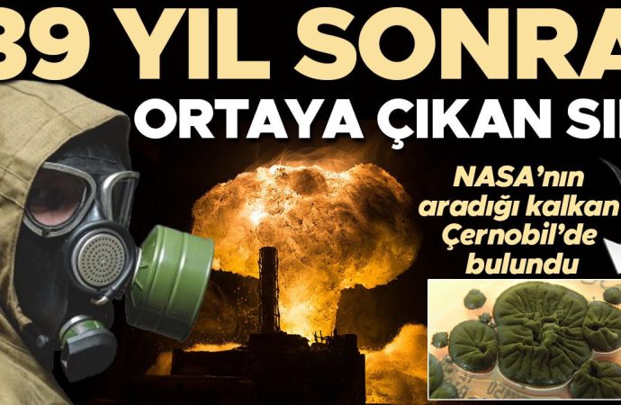 NASA’nın aradığı kalkan Çernobil’de bulundu: Radyasyonla beslenen mantar
