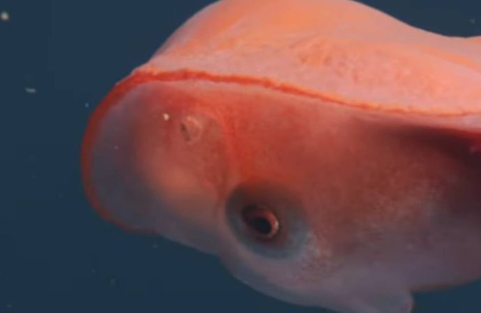 Gizemli yaratık 40 yıl sonra yine görüldü: Sevişirken bir kolunu kopartıyor