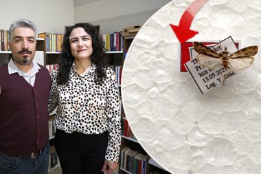 Yeni güve türü keşfetti, türe eşinin adını verdi: Yildizae