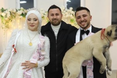 Düğünde takı olarak çoban köpeği verildi