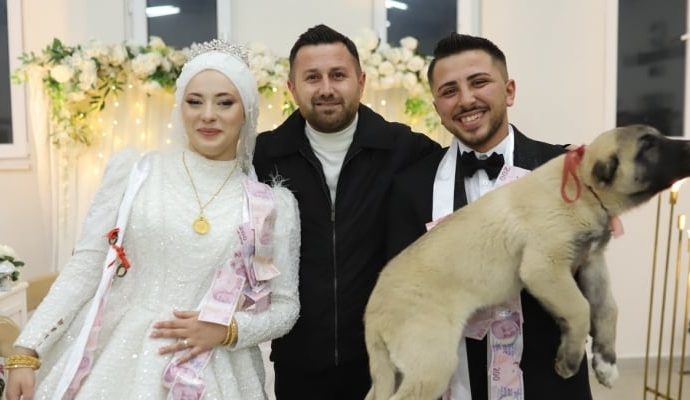 Düğünde takı olarak çoban köpeği verildi