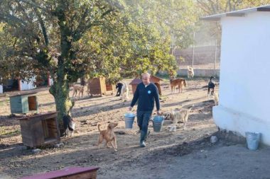 Sahiplendiği köpekleri sokağa terk etti: 172 bin TL ceza kesildi