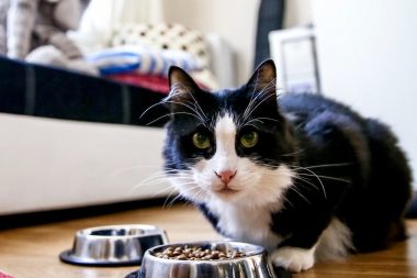 Son gün 31 aralık: Evcil hayvanlara çip zorunluluğu