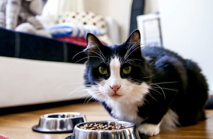 Son gün 31 aralık: Evcil hayvanlara çip zorunluluğu