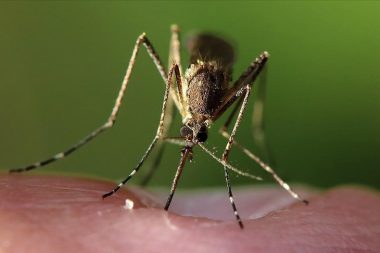 İklim değişikliğinin hayvandan bulaşan hastalıkları etkileyebileceği ortaya çıktı