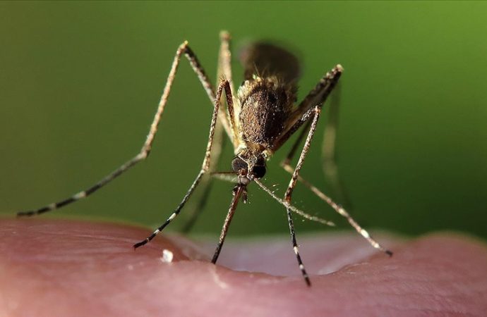 İklim değişikliğinin hayvandan bulaşan hastalıkları etkileyebileceği ortaya çıktı