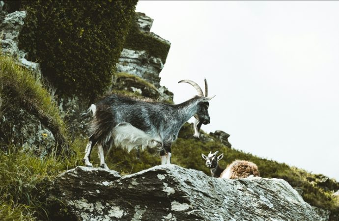 Yban keçisi avladı, 953 bin 82 lira ceza yedi