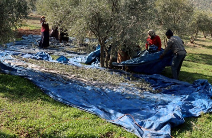 Muhtarın fikri geldi, köy halkı da ihya oldu