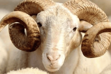 Herkes mentor, herkes Koç!