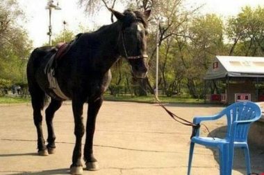 Öğrenilmiş Çaresizlik