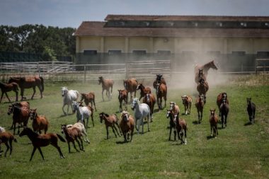 Akıl almaz iddia: 100 milyon liralık yarış atları çalındı mı?