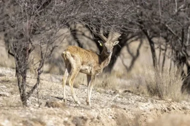 ‘Şu cerenin kaşı gözü sürmeli’: Az daha türküden ibaret kalacaklardı, sayıları 770’e ulaştı