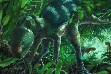 Tavuk büyüklüğünde dinozor